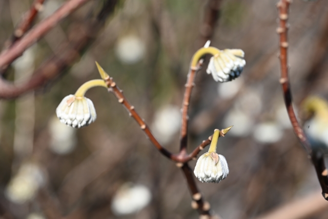 高崎市染料植物園でイモビライザー付車の鍵を紛失した場合の対応