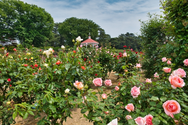 敷島公園門倉テクノばら園でイモビライザー付車の鍵を紛失した場合の対応